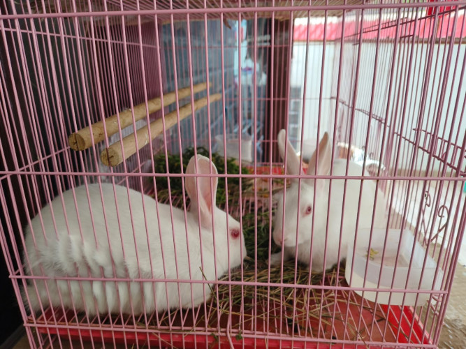 Rabbits
